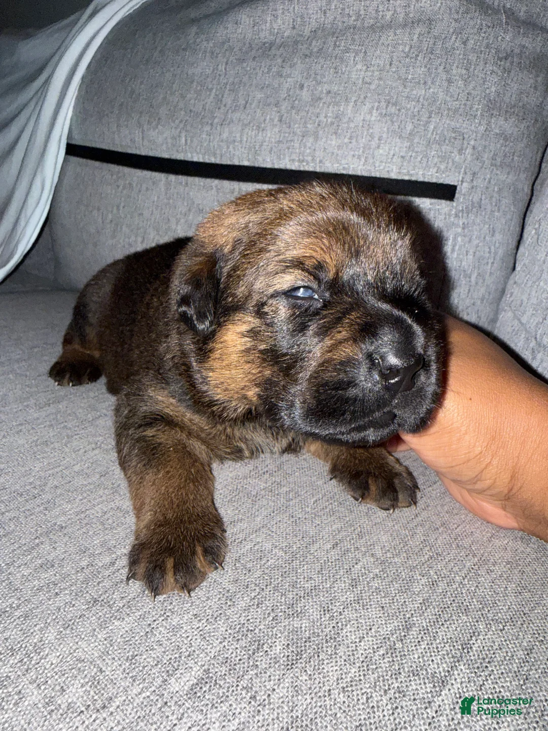 Mixed Breed dogs for sale: Mixed Breed 7 - Ad 1