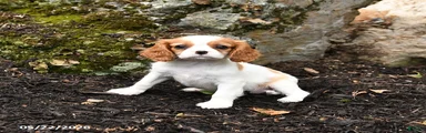 Dixie