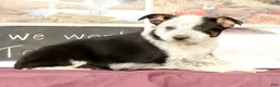 Mixed Breed dogs for sale: Tonya - Ad 3