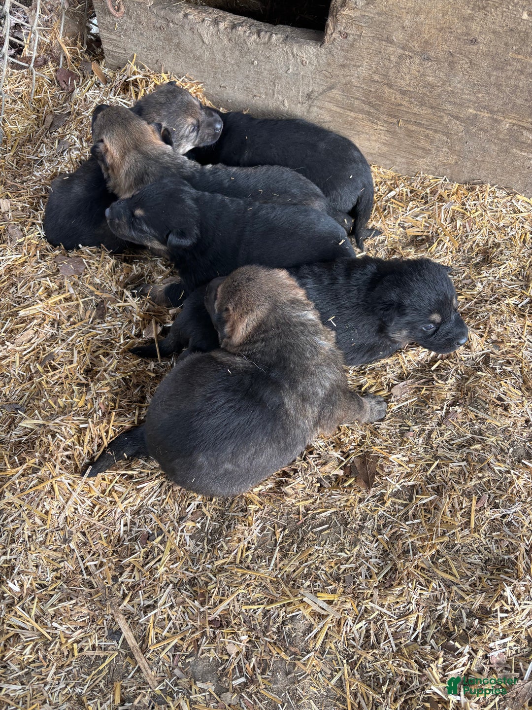 German Shepherd dogs for sale: German Shepherd Puppy 4 - Ad 2