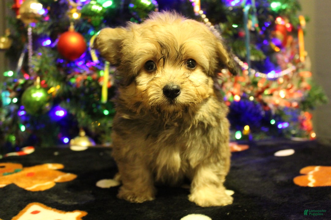 Pomapoo dogs for sale: Peanut - Ad 6