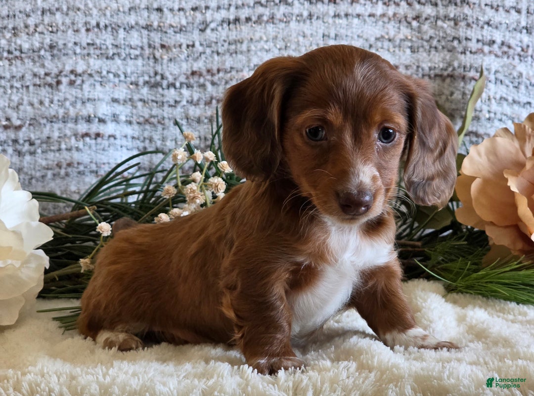 Miniature Dachshund dogs for sale: Sophie - Ad 2