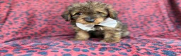 Mini Aussiedoodle dogs for sale: Oscar - Ad 9