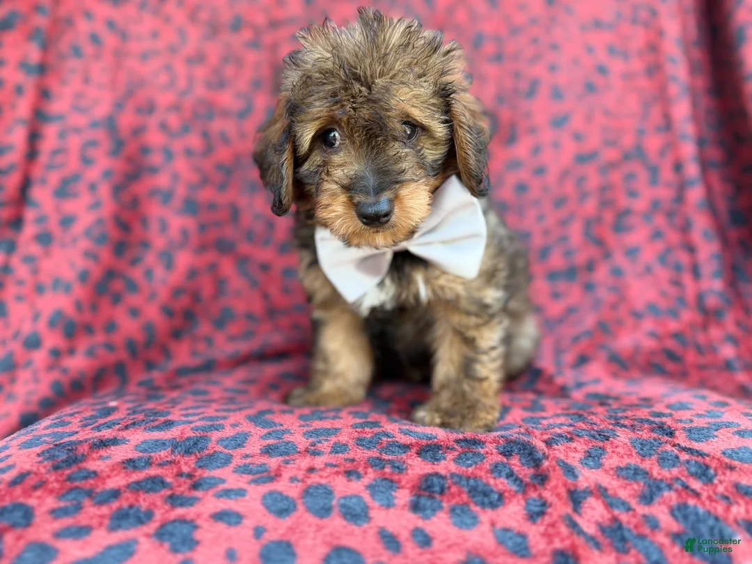 Mini Aussiedoodle dogs for sale: Oscar - Ad 9
