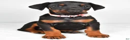 Doberman Pinscher dogs for sale: Lexi - Ad 6