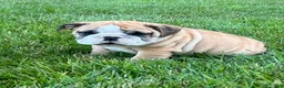 English Bulldog dogs for sale: Victor - Ad 4