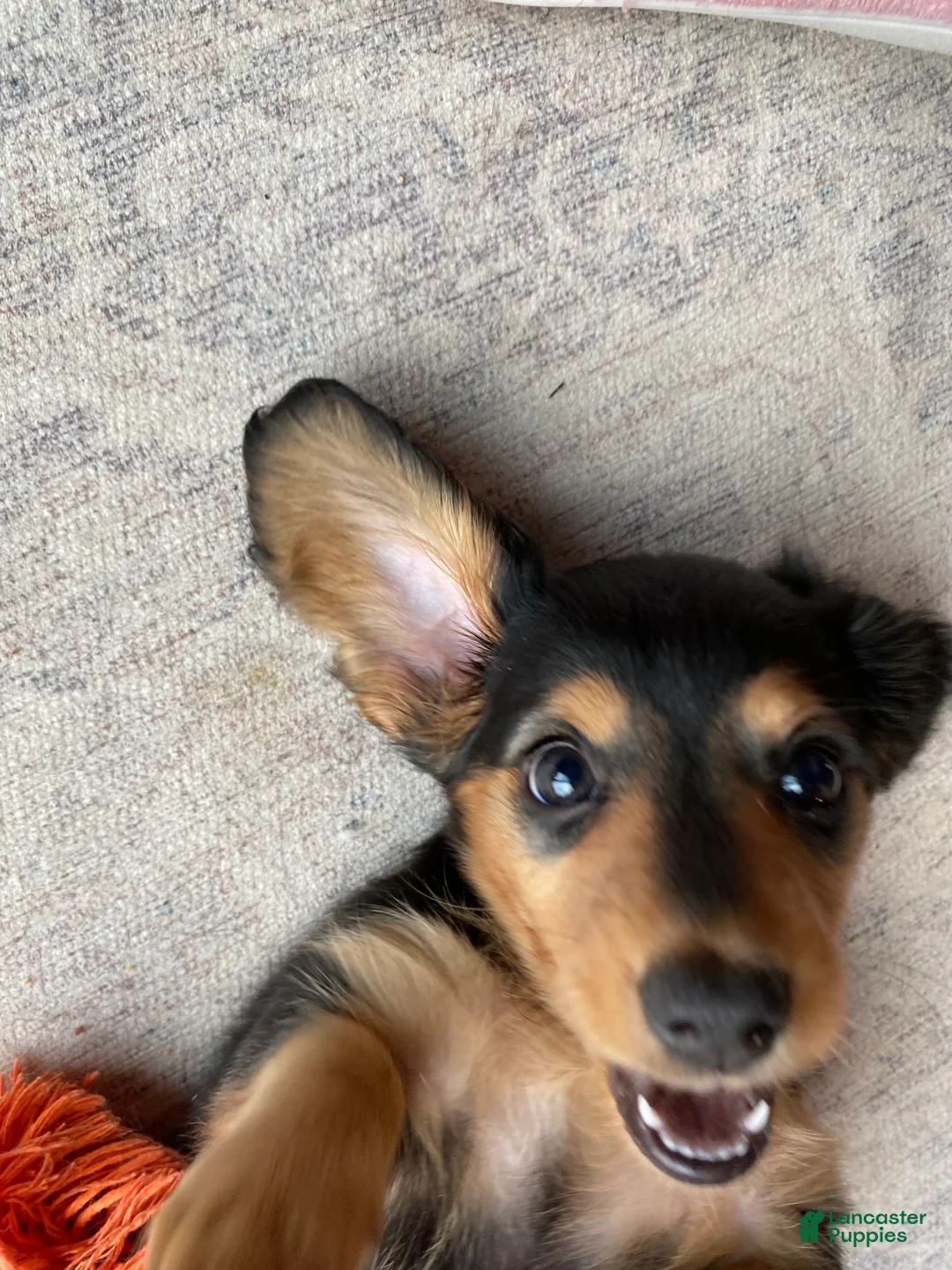 Miniature Dachshund dogs for sale: Missy - Ad 2