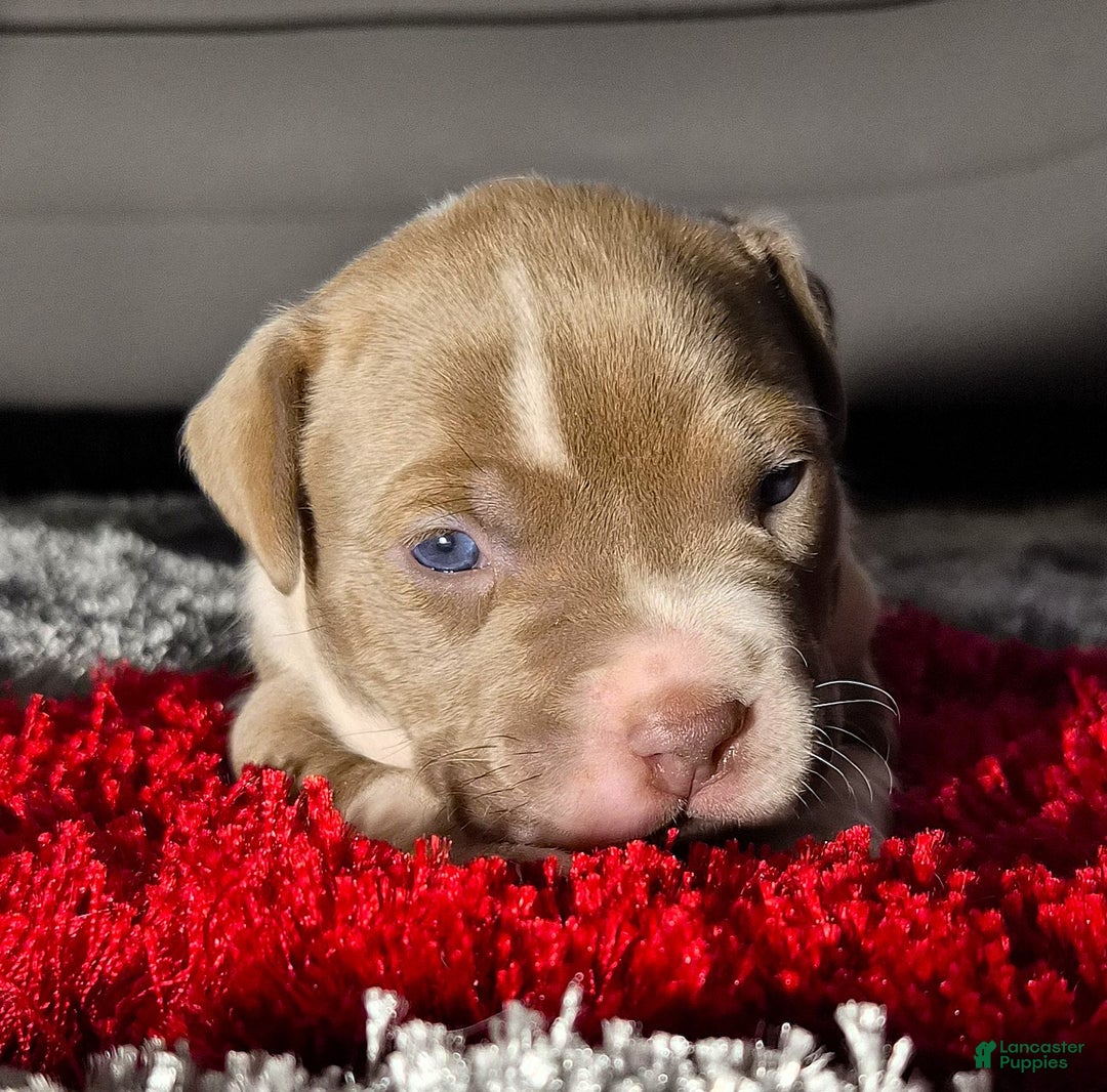 American Bully dogs for sale: "MEG THA STALLION" / LILAC MERLE GENE - Ad 11