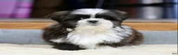 Shih Tzu dogs for sale: Stanlee - Ad 10