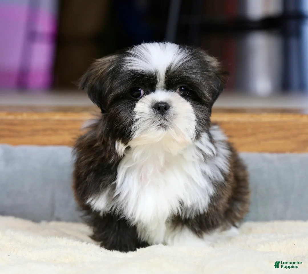 Shih Tzu dogs for sale: Stanlee - Ad 10