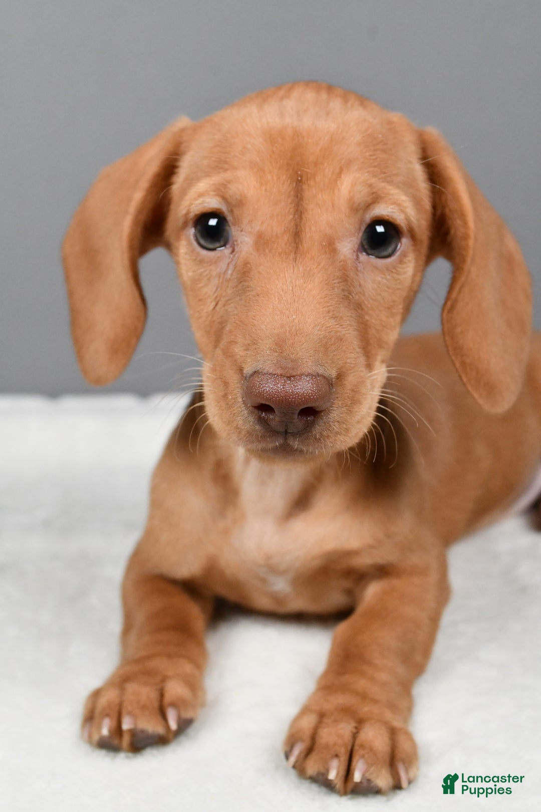 Miniature Dachshund dogs for sale: Valentine - Ad 4