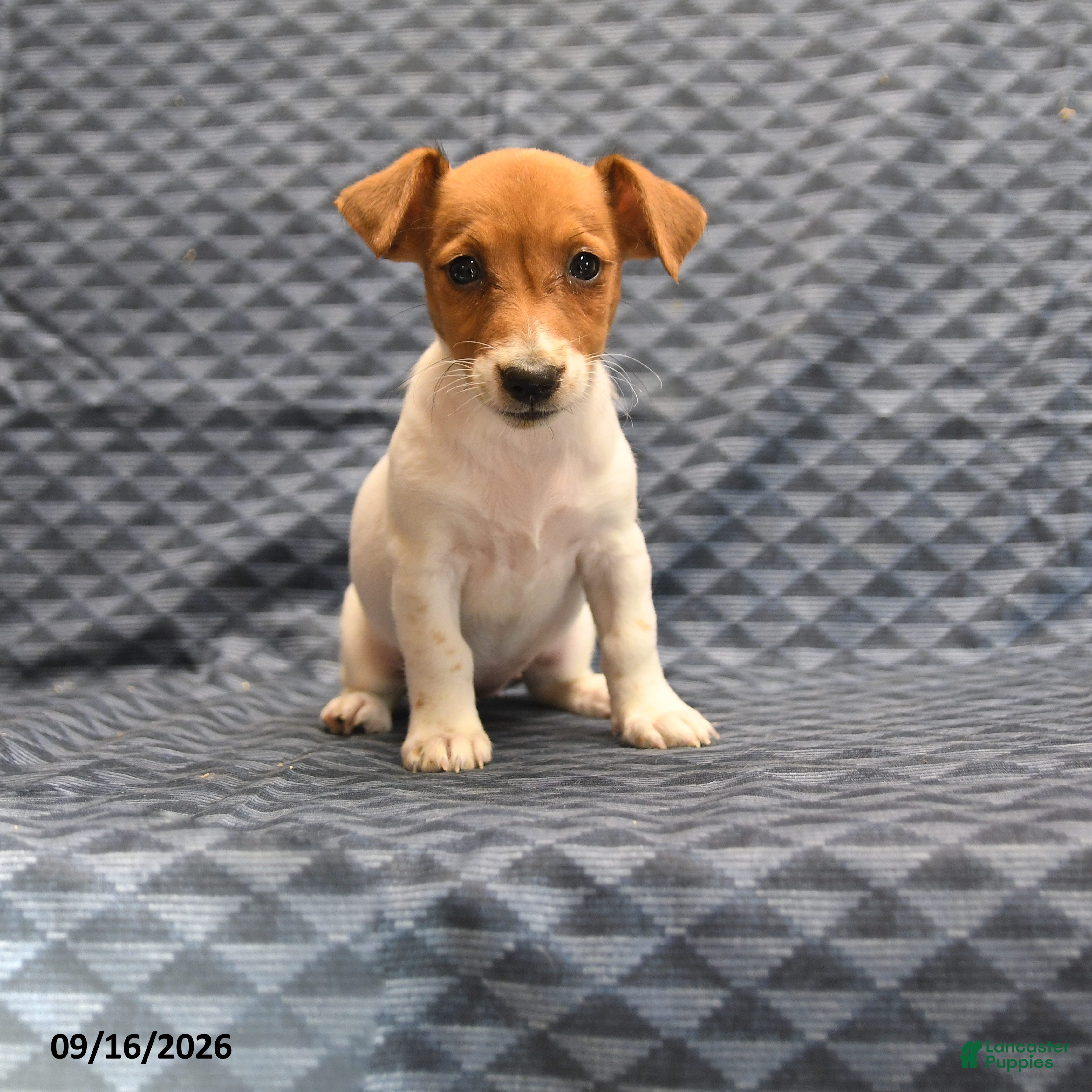 Jack Russell Terrier dogs Lily - Ad 1