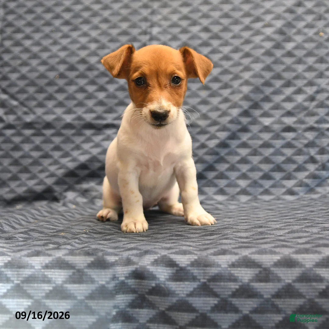 Jack Russell Terrier dogs for sale: Lily - Ad 1