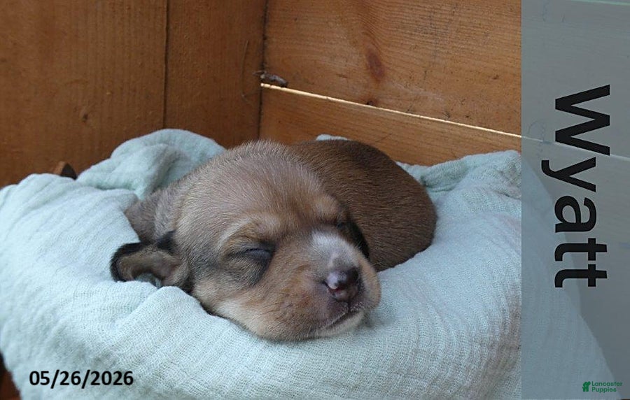 Dachshund dogs Wyatt - Ad 1