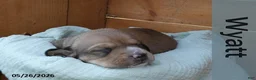 Dachshund dogs for sale: Wyatt - Ad 1