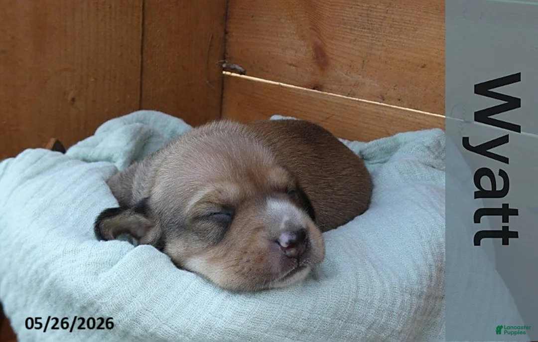 Dachshund dogs for sale: Wyatt - Ad 1