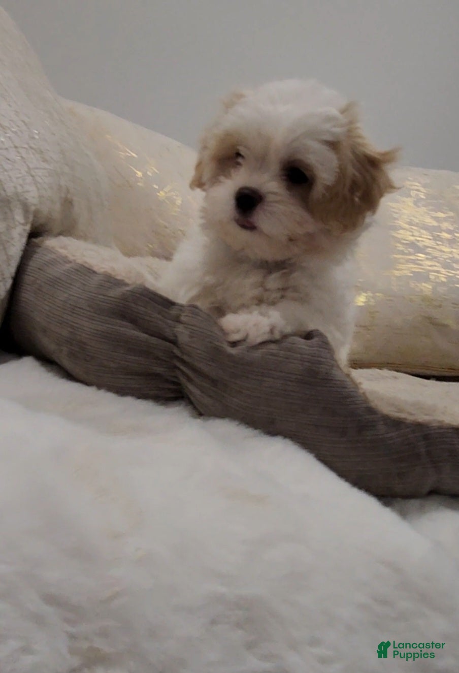 Shihpoo dogs for sale: Prince (Mr. Purple) - Ad 5