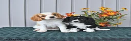 Cavapoo dogs for sale: Indie - Ad 3
