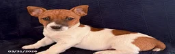 Jack Russell Terrier dogs for sale: Xyla - Ad 5