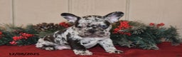 French Bulldog dogs for sale: Rowdy - Ad 1
