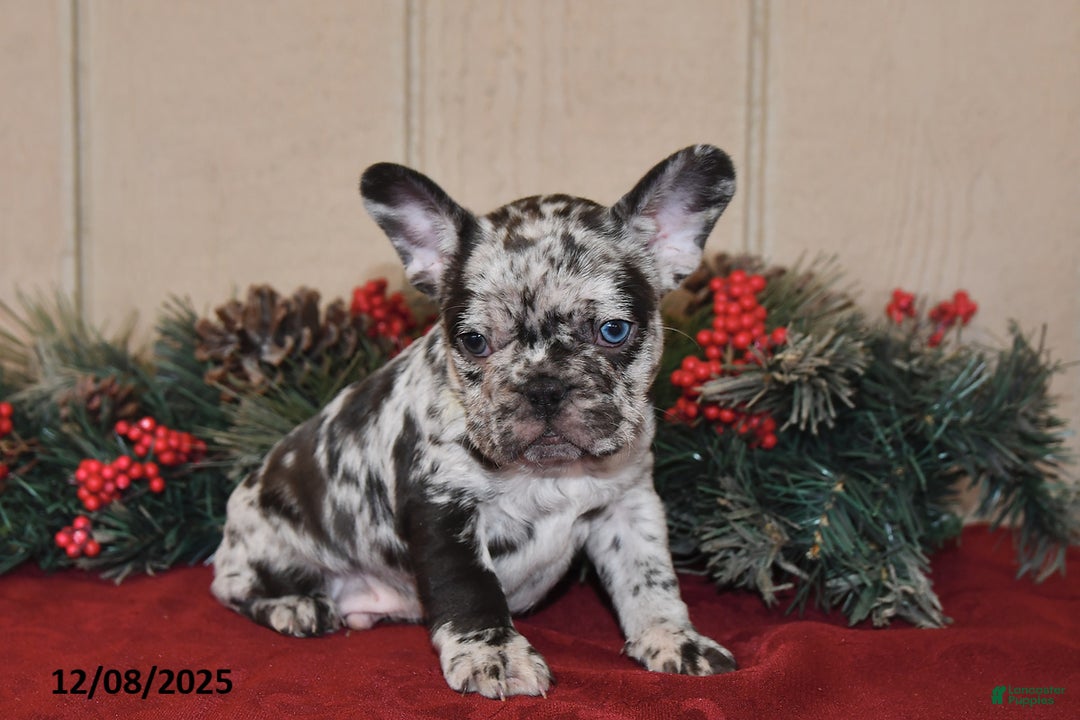 French Bulldog dogs for sale: Rowdy - Ad 1