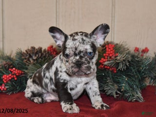 French Bulldog dogs Rowdy - Ad 26