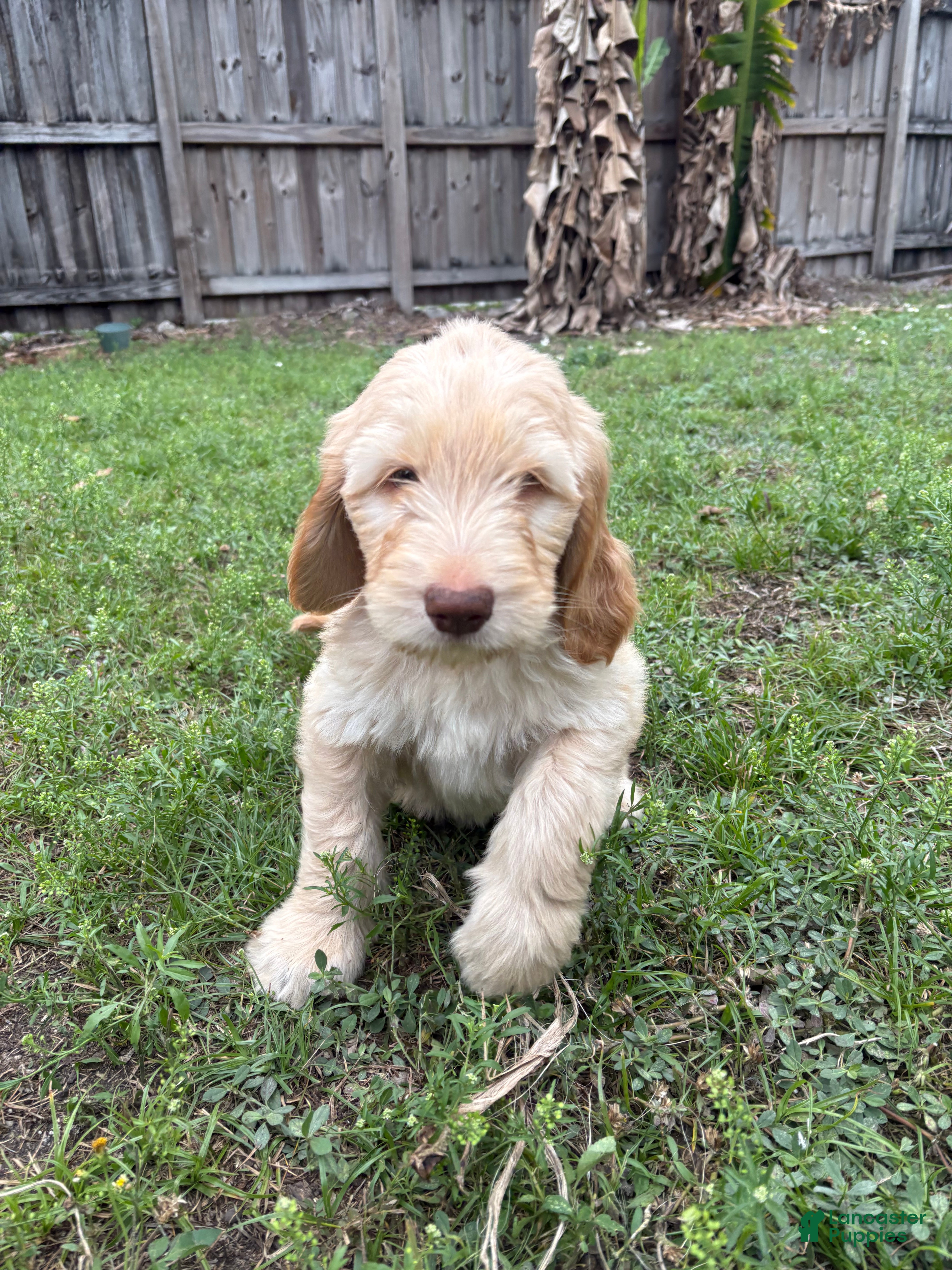 Goldendoodle dogs Seena - Ad 32