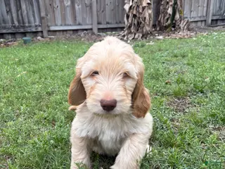 Goldendoodle dogs Seena - Ad 32