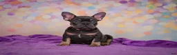 French Bulldog dogs for sale: Brutus - Ad 9