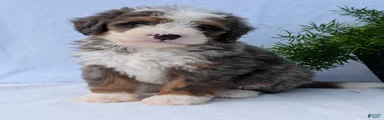 Mini Bodie 