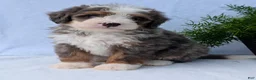Mini Bernedoodle dogs for sale: Mini Bodie  - Ad 1