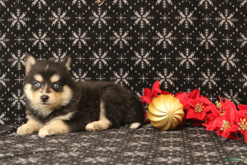 Pomsky dogs Victoria - Ad 4