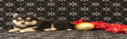 Pomsky dogs for sale: Victoria - Ad 1