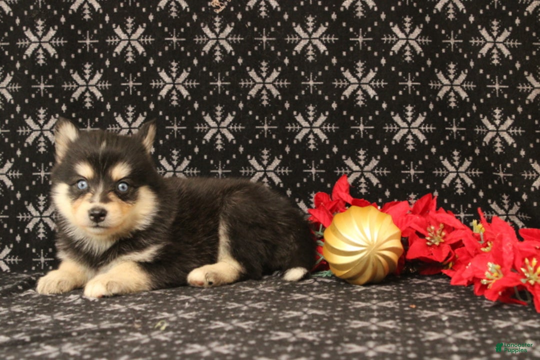 Pomsky dogs for sale: Victoria - Ad 1