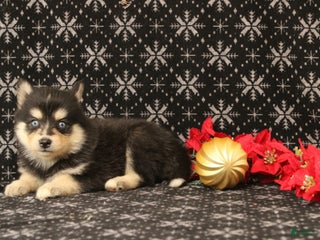 Pomsky dogs Victoria - Ad 40