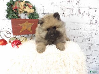 Keeshond dogs Liam - Ad 5