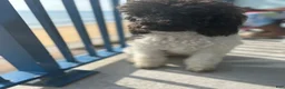 Bordoodle dogs for sale: Roxy - Ad 14