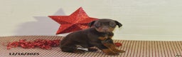 Doberman Pinscher dogs for sale: Chip - Ad 5