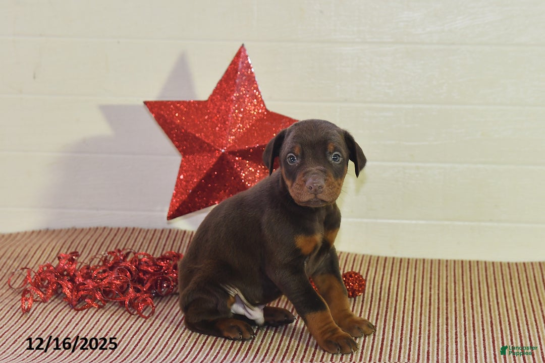 Doberman Pinscher dogs for sale: Chip - Ad 5