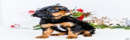 Cavalier King Charles Spaniel dogs for sale: Cocoa - Ad 4