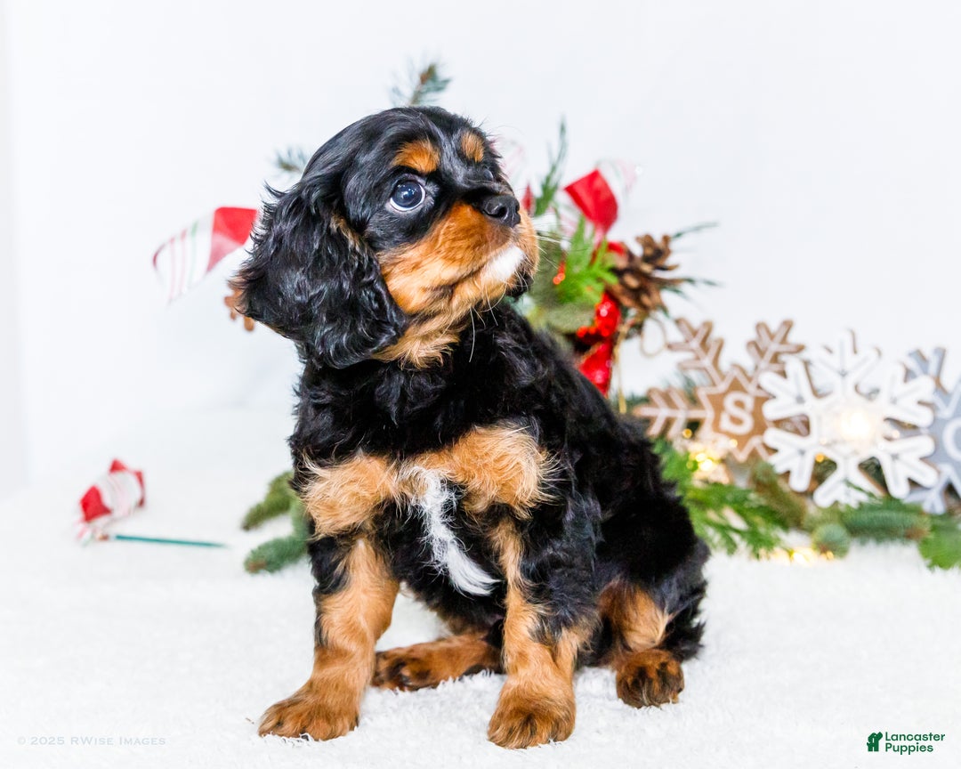 Cavalier King Charles Spaniel dogs for sale: Cocoa - Ad 4