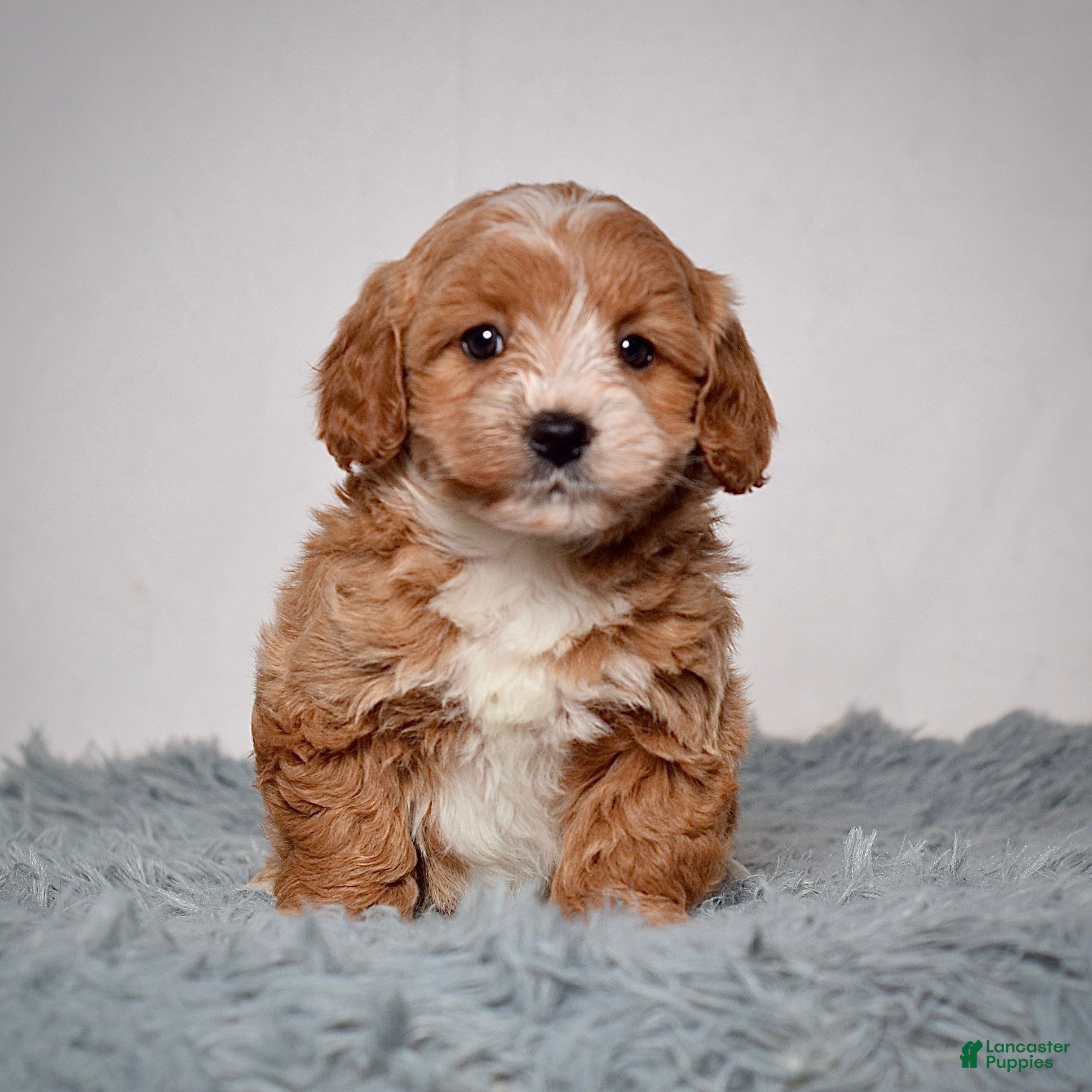 Mini Goldendoodle dogs Ms. Alice  - Ad 2