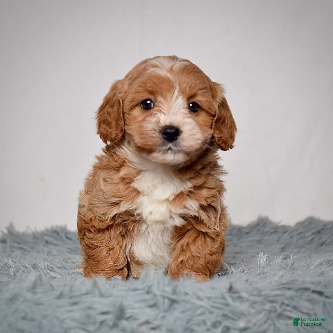 Mini Goldendoodle dogs for sale: Ms. Alice  - Ad 2