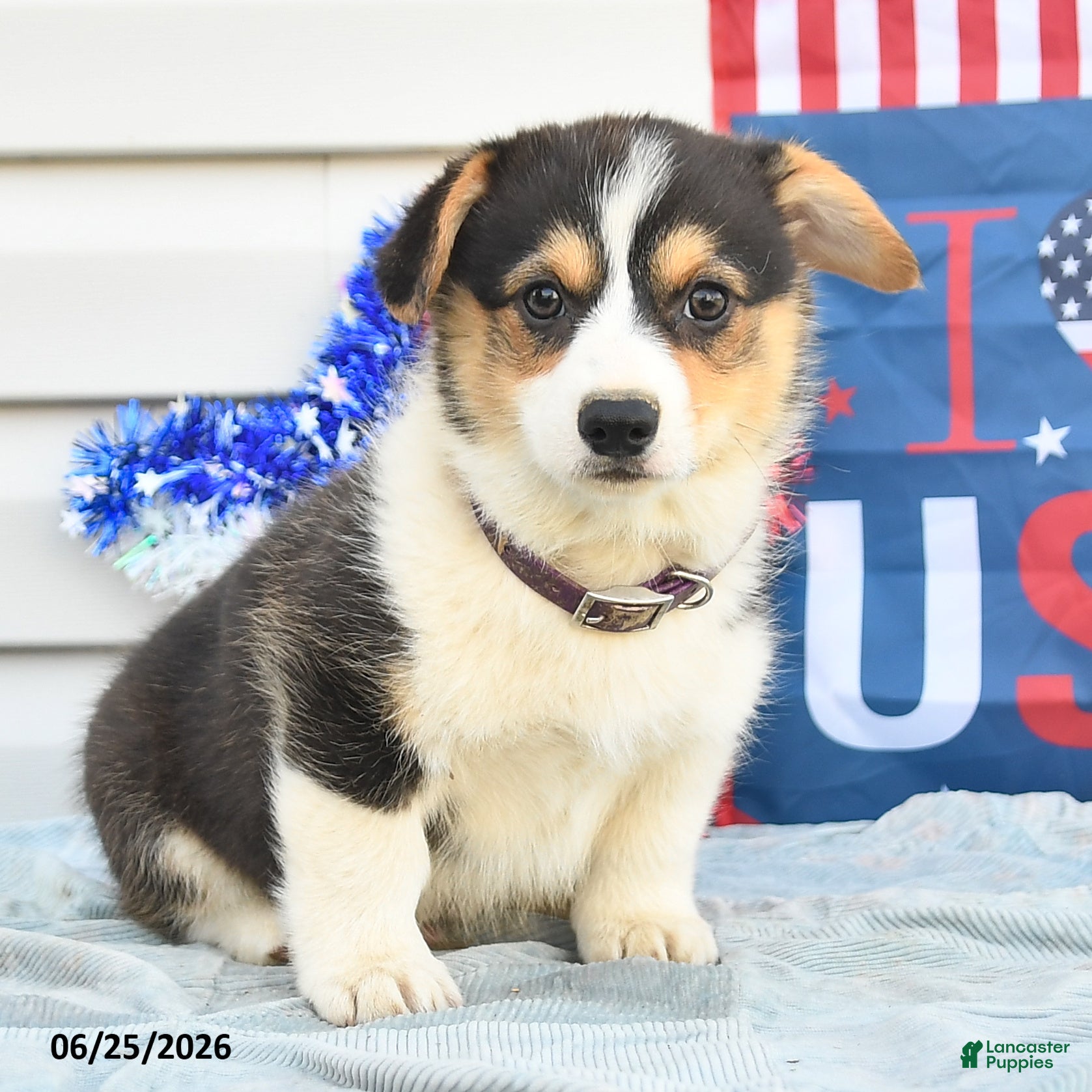 Welsh Corgi Pembroke dogs Benjamin Franklin - Ad 2