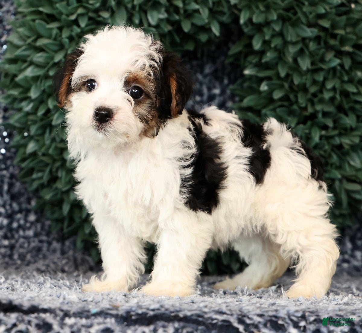 Yorkiepoo dogs Angela - Ad 2