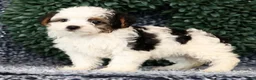 Yorkiepoo dogs for sale: Angela - Ad 2