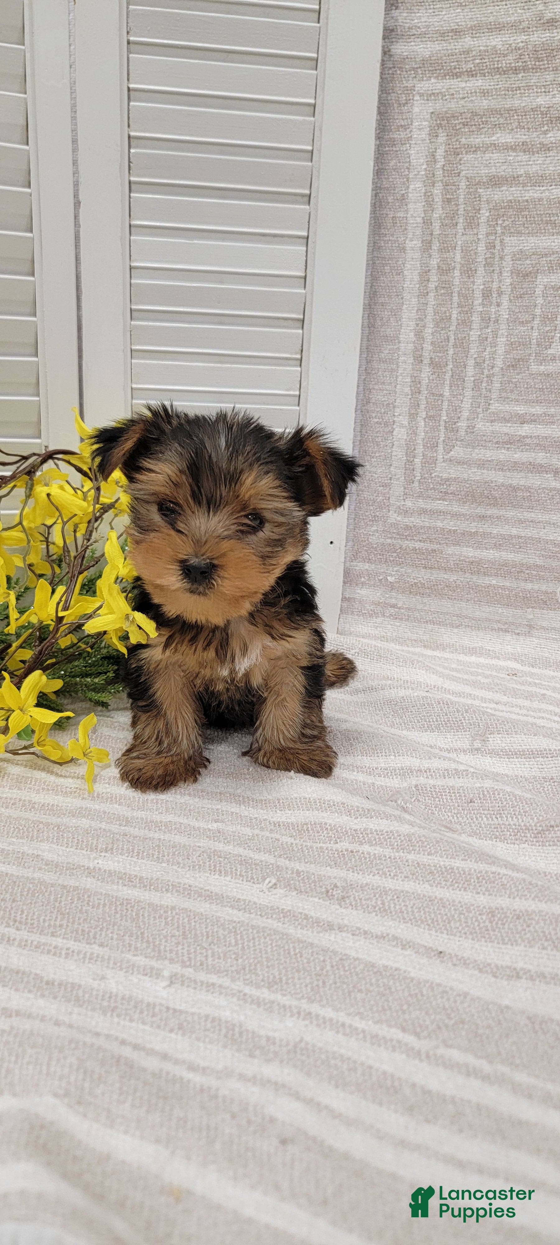 Yorkshire Terrier dogs Benji - Ad 2