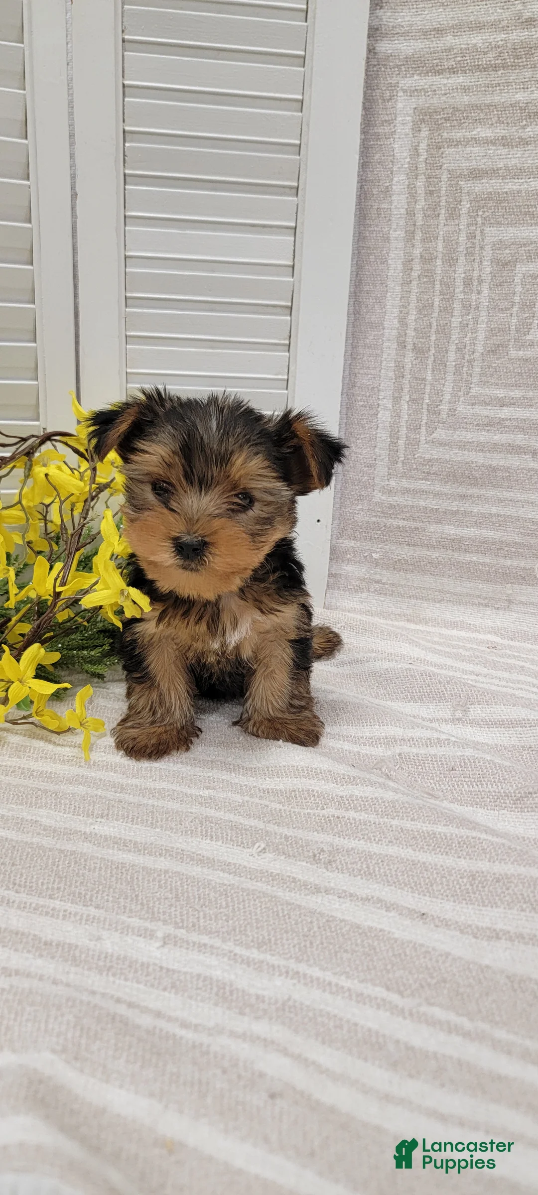 Yorkshire Terrier dogs for sale: Benji - Ad 2