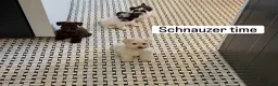 Miniature Schnauzer dogs for sale: Miniature Schnauzer 1 - Ad 4