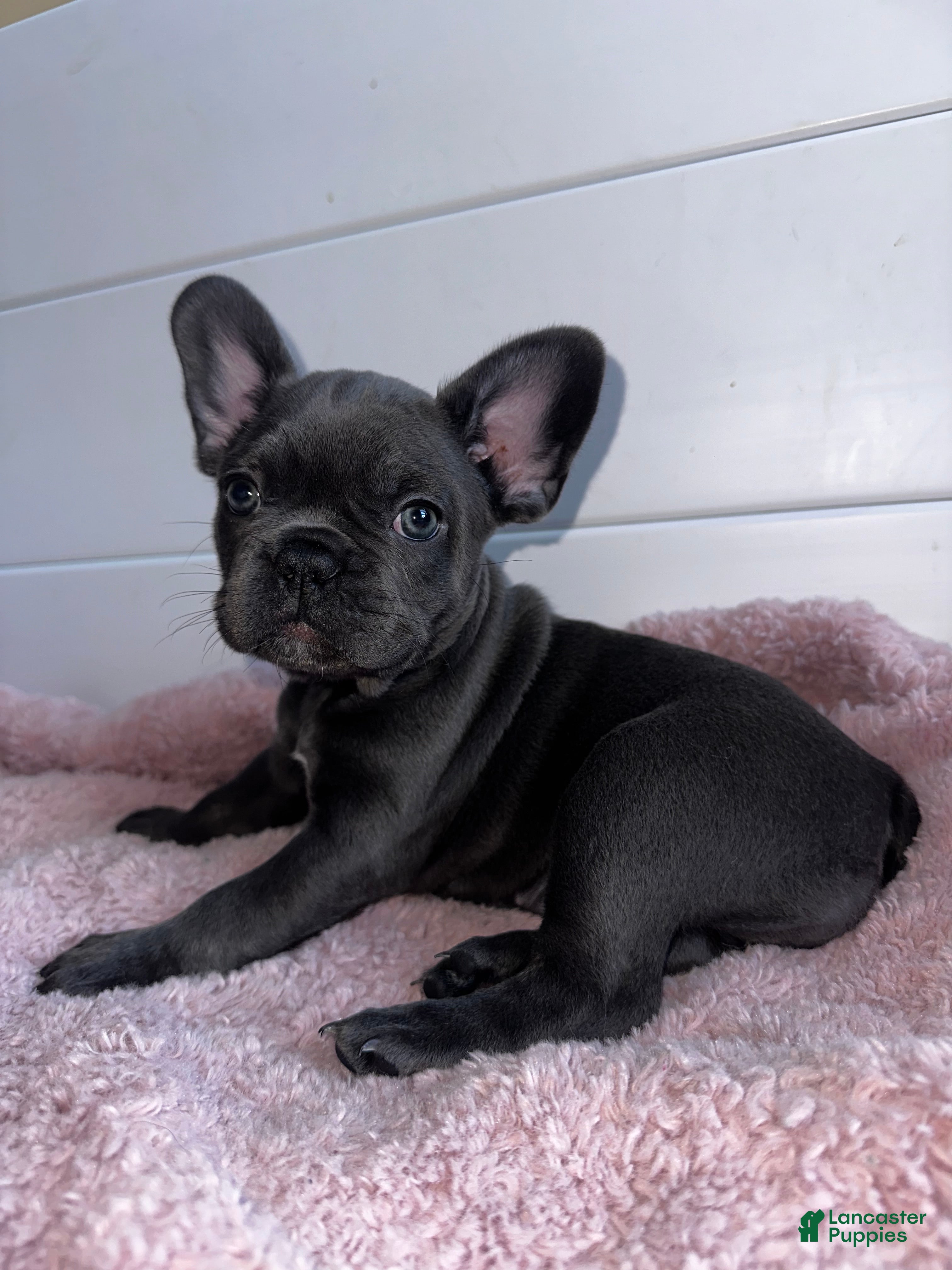 French Bulldog dogs Lola - Ad 32